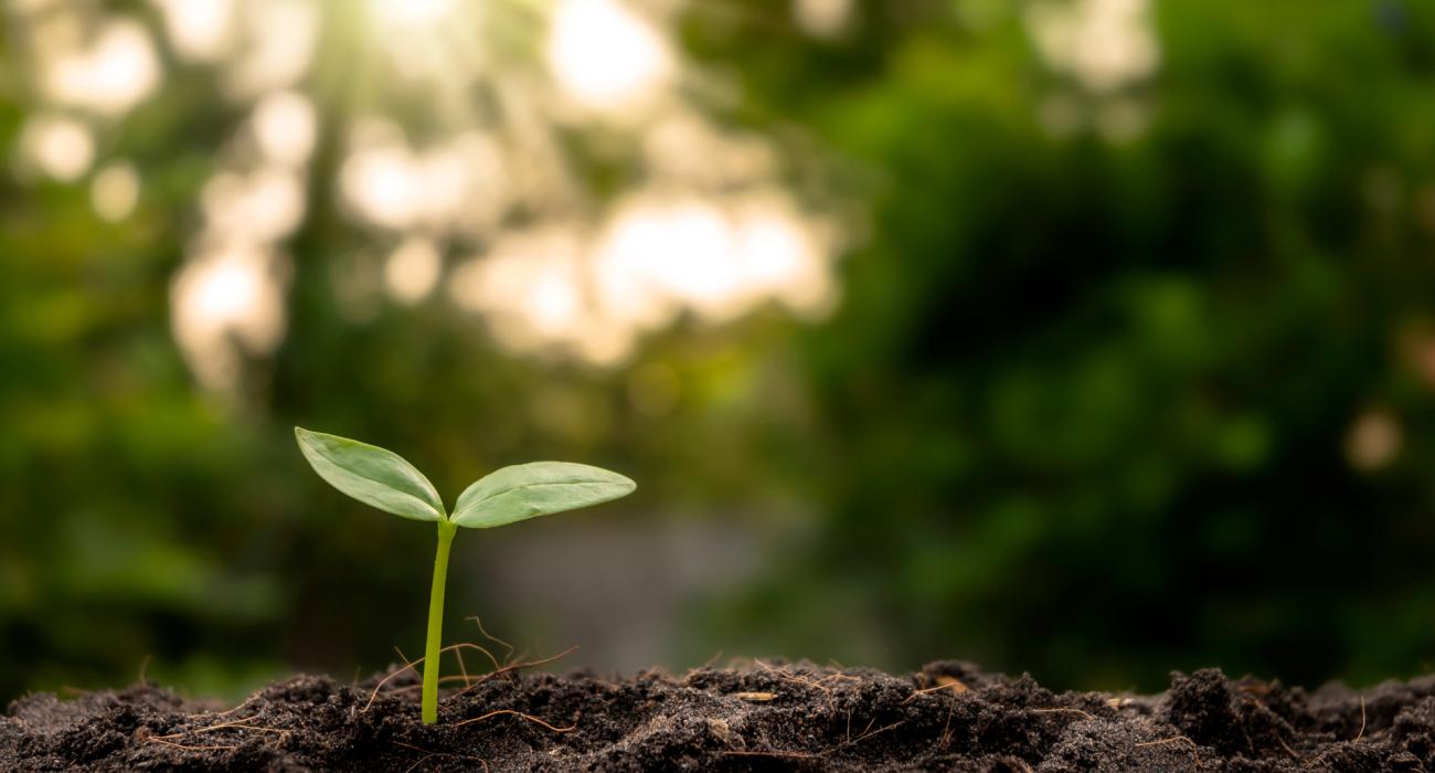 Ontdek de Jungiaanse psychologie